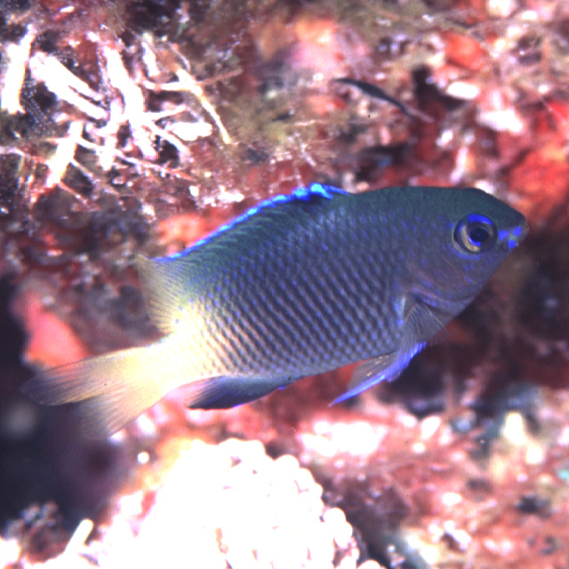 Stegastes insularis